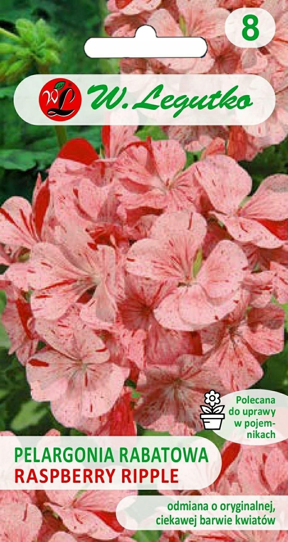 Właściwości i zalety pelargonii Raspberry Ripple