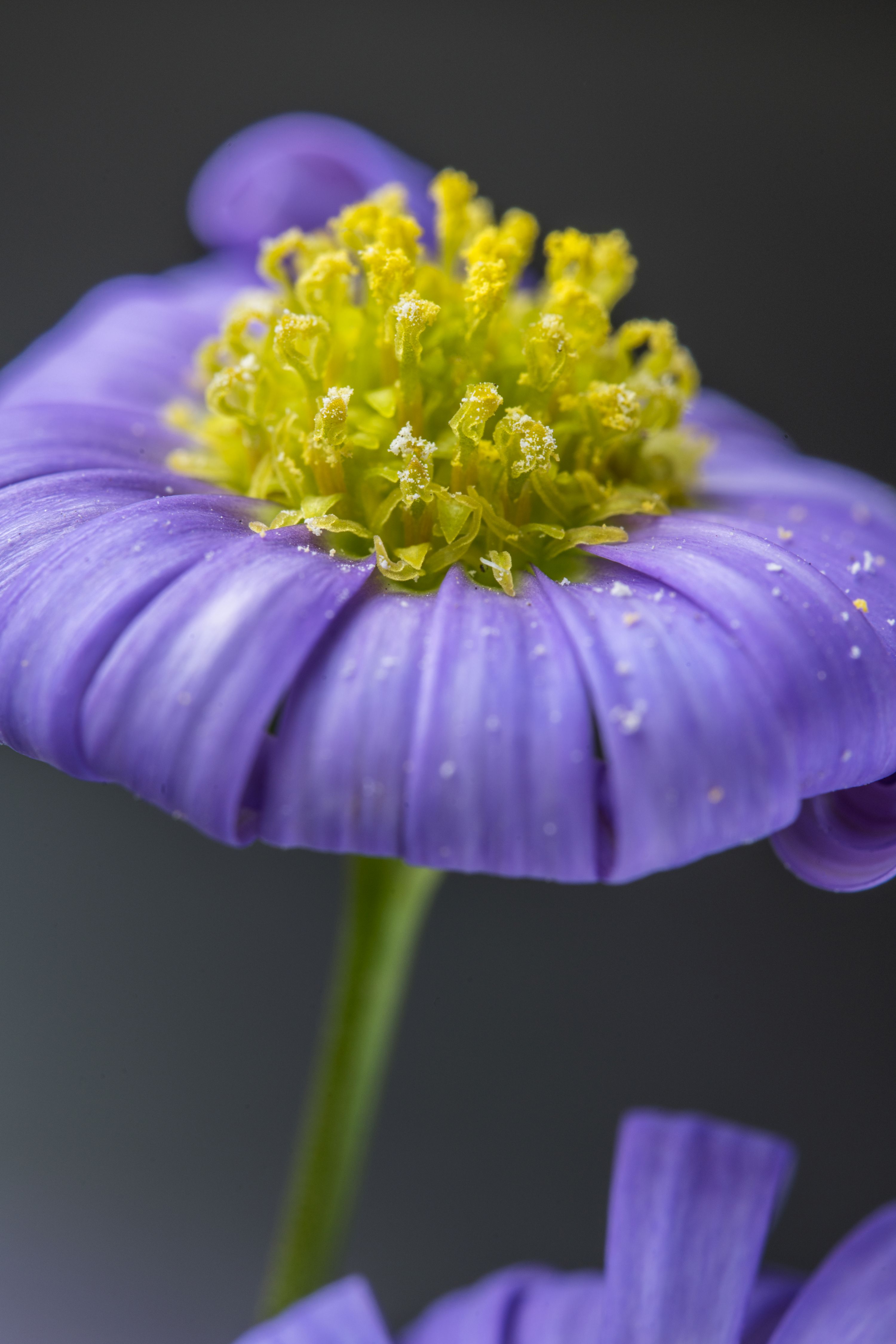 Obiektyw Venus Optics Laowa 90 mm f_2.8 Ultra Macro APO do Nikon Z