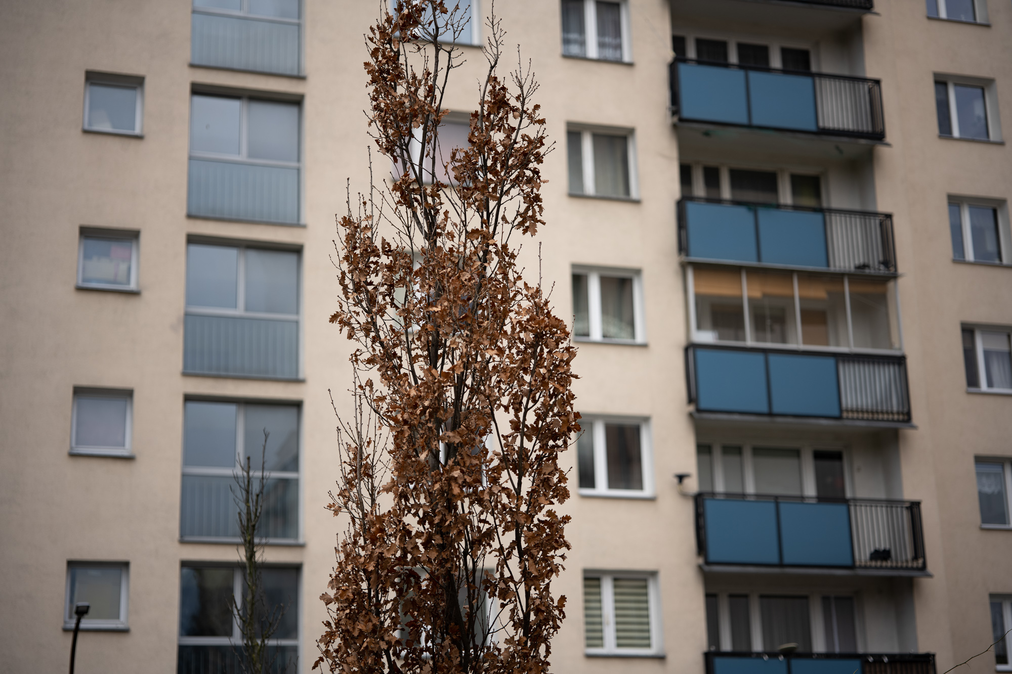 Obiektyw Voigtlander Macro APO Lanthar 65 mm f/2,0 do Nikon Z