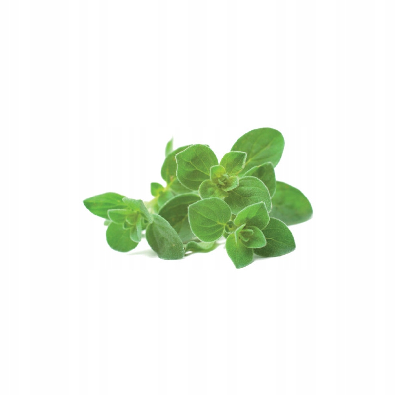 Click And Grow refill oregano 3-pak – Uprawiaj świeże oregano w swoim domu