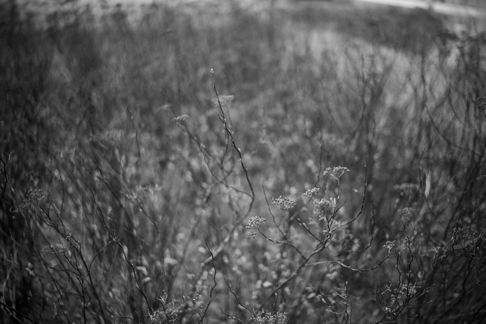 Obiektyw Voigtlander Nokton I Vintage Line 28 mm f/1,5 do Leica M - srebrny