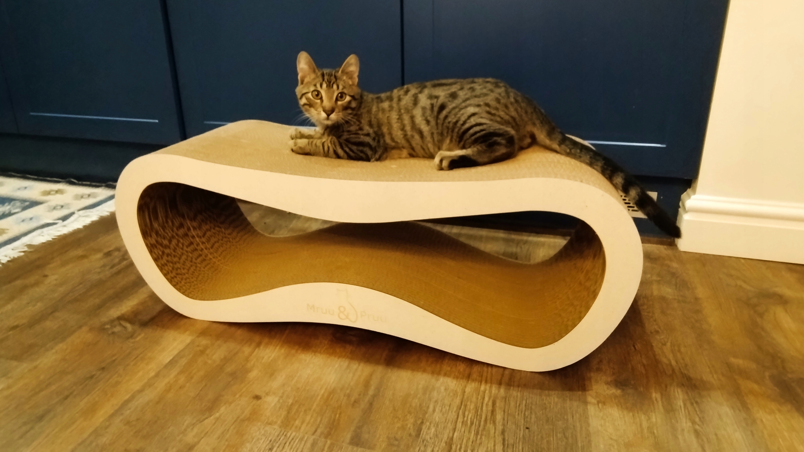 Ergonomiczny design dostosowany do kota