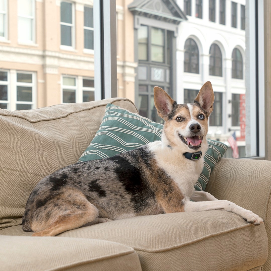 Funkcjonalność dla małych i średnich ras – Doskonałe dopasowanie