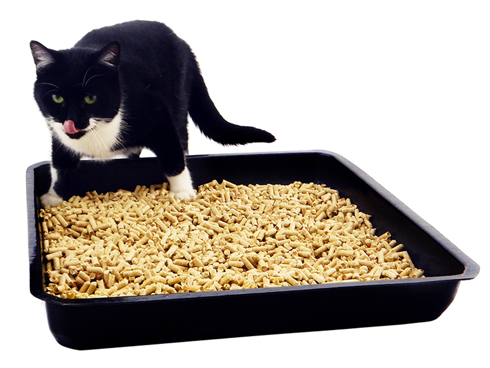 Duża Kuweta WC dla Kota – Komfort i wygoda dla Twojego pupila