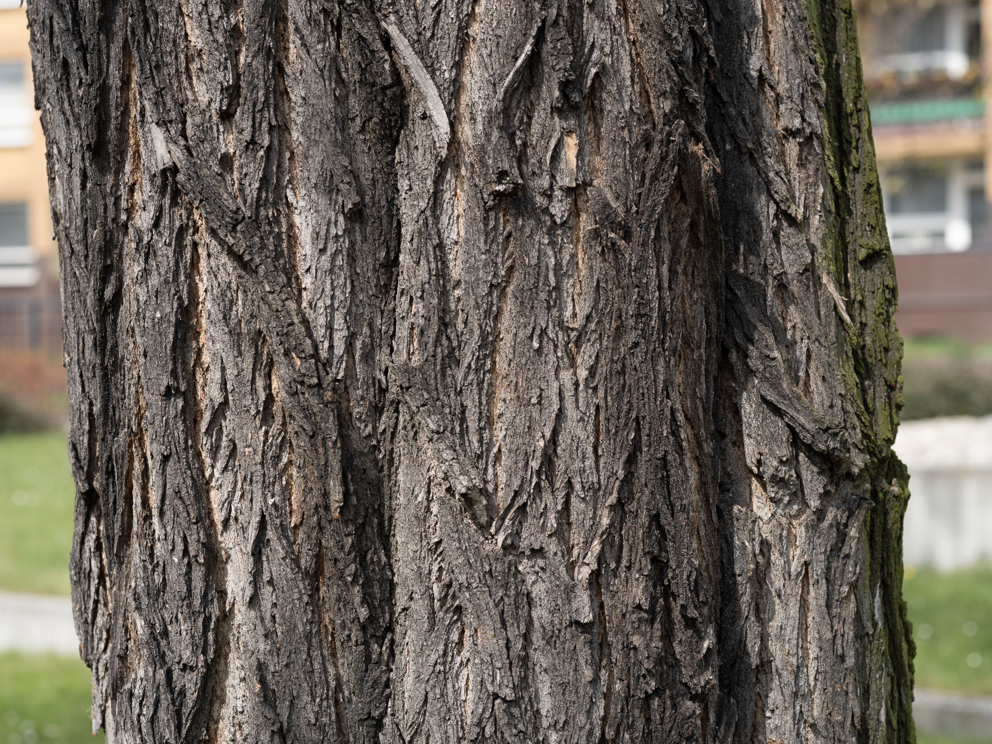 Obiektyw Voigtlander Ultron 75 mm f/1,9 do Leica M - SC