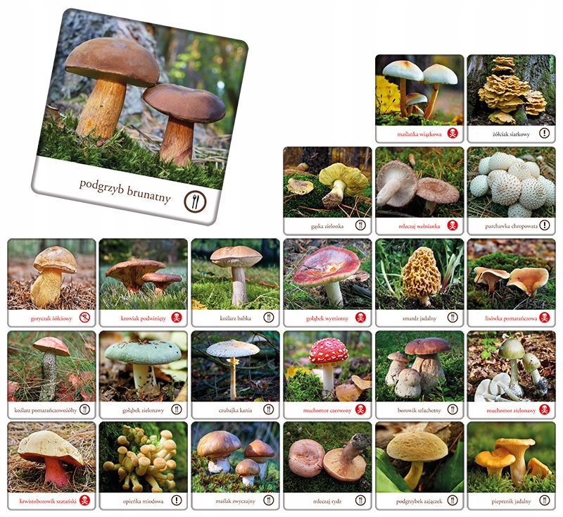 Odkryj różnorodność grzybów w Polsce