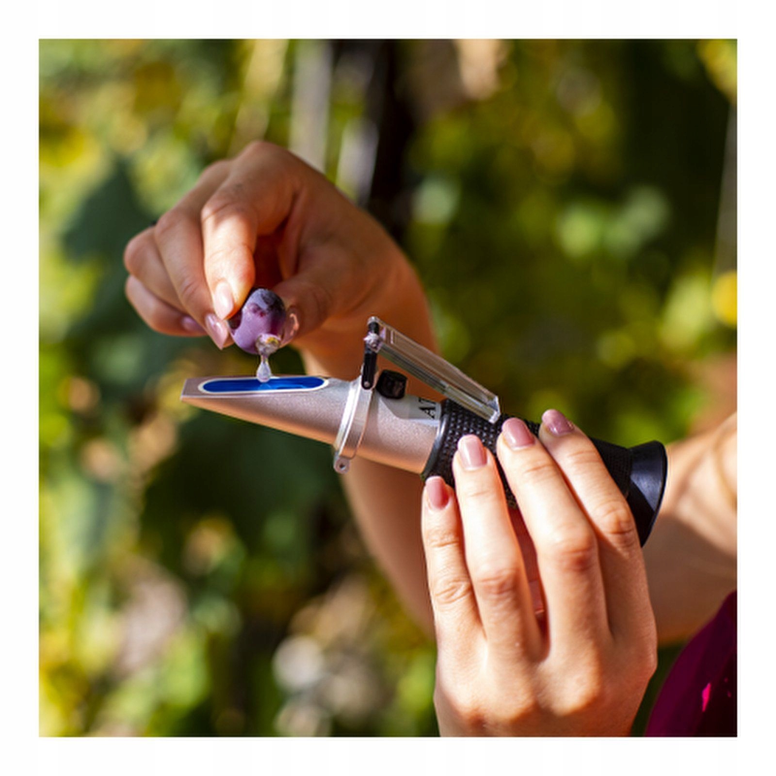 Ocena Potencjalnej Zawartości Alkoholu w Winie i Piwie