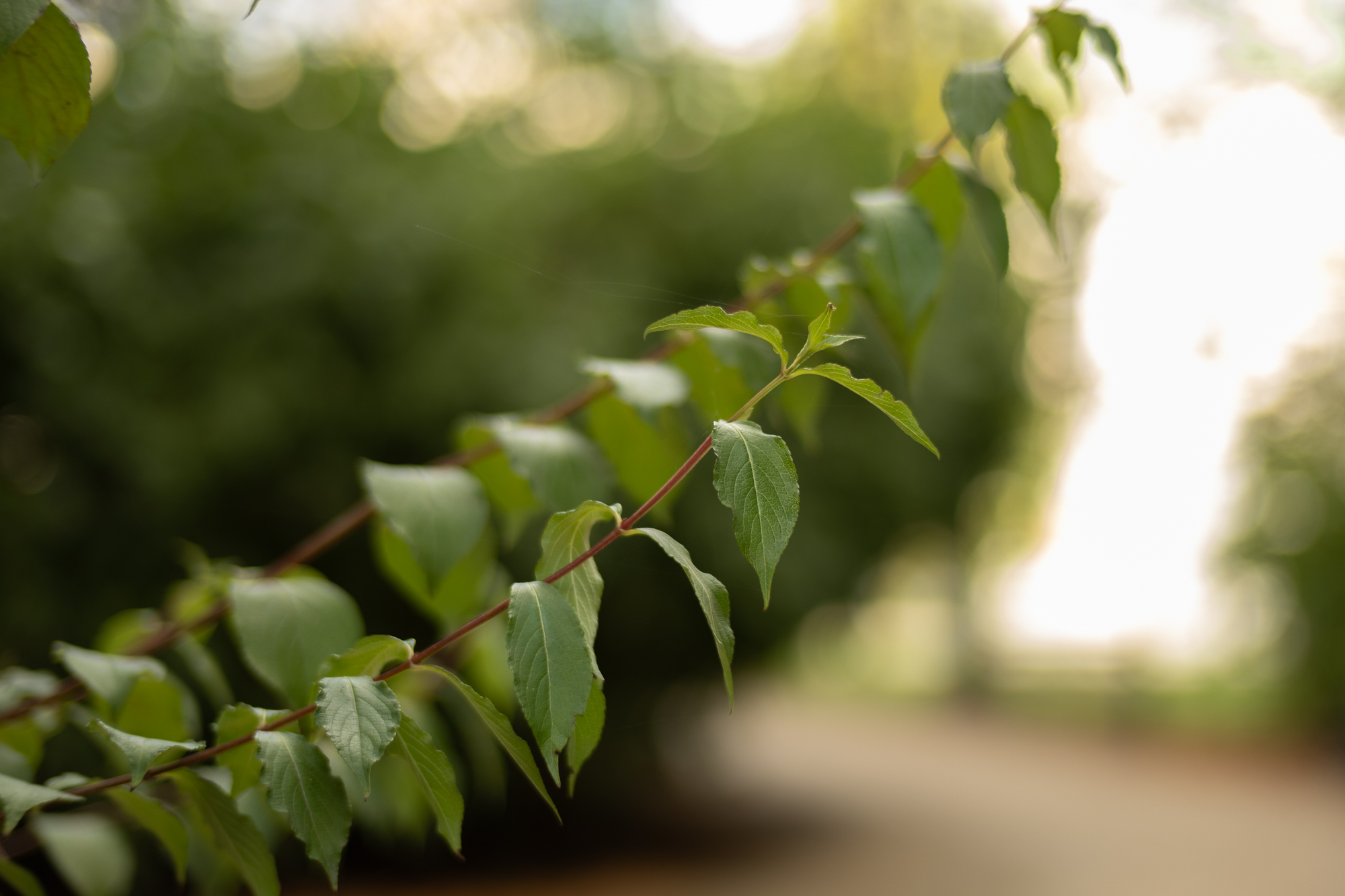 Obiektyw Voigtlander Nokton 50 mm f/1,2 do Fujifilm X
