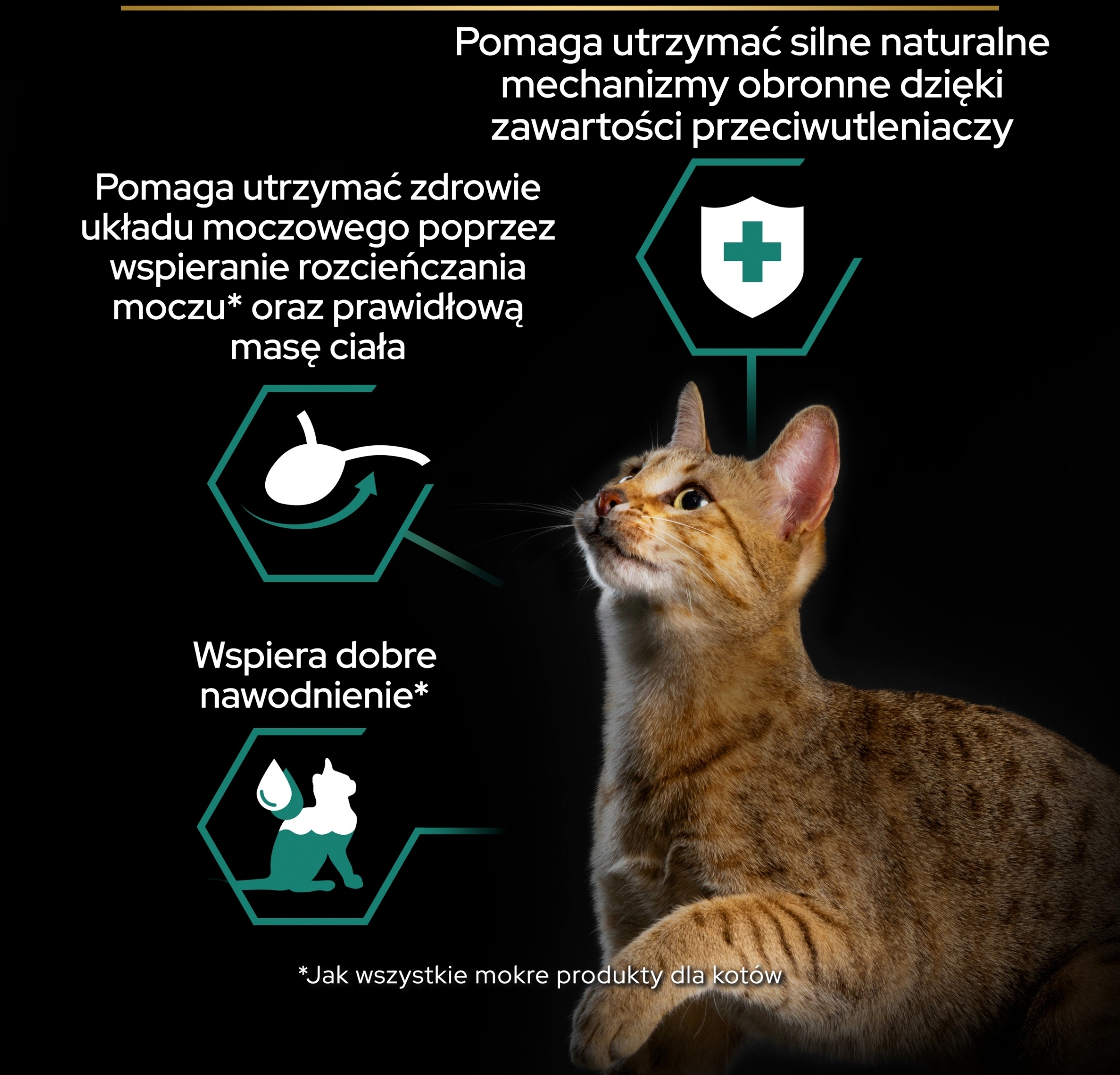 Wsparcie zdrowia układu moczowego u kotów po sterylizacji