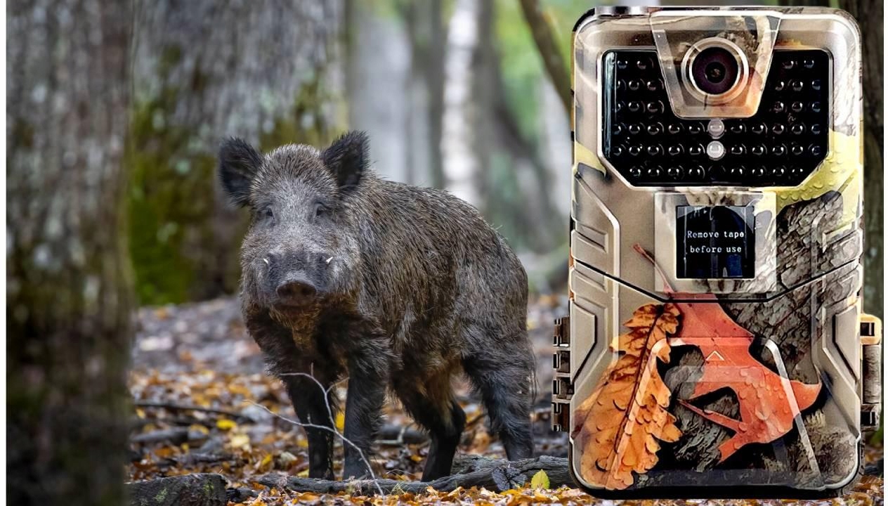 Wysoka jakość obrazu w rozdzielczości 2K