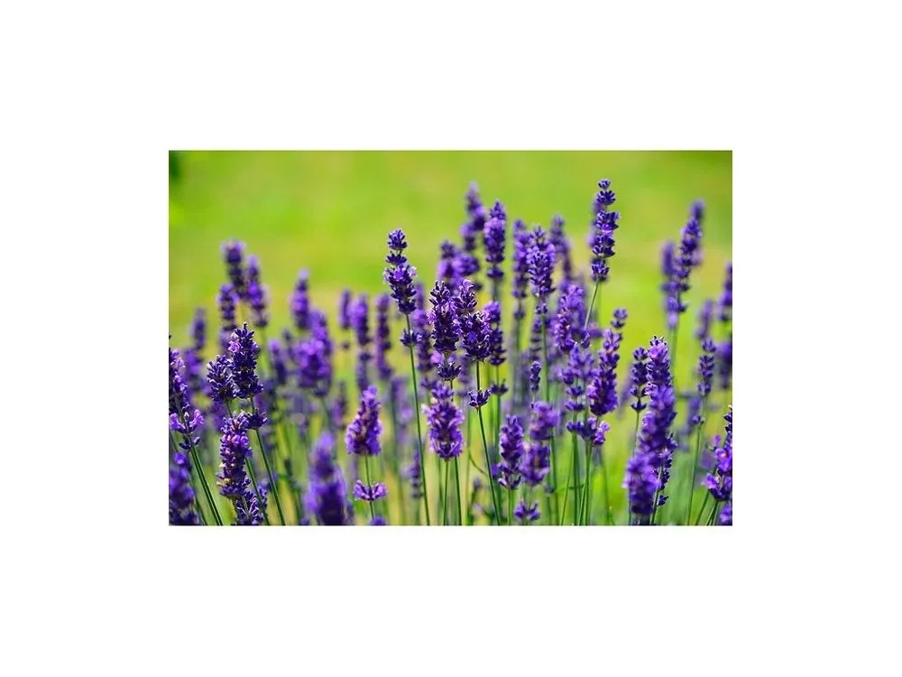 Korzyści zdrowotne i relaksacyjne olejku lawendowego