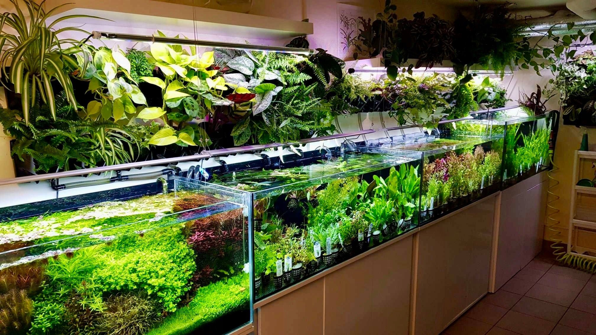 Właściwości liści migdałecznika dla zdrowia ryb i krewetek