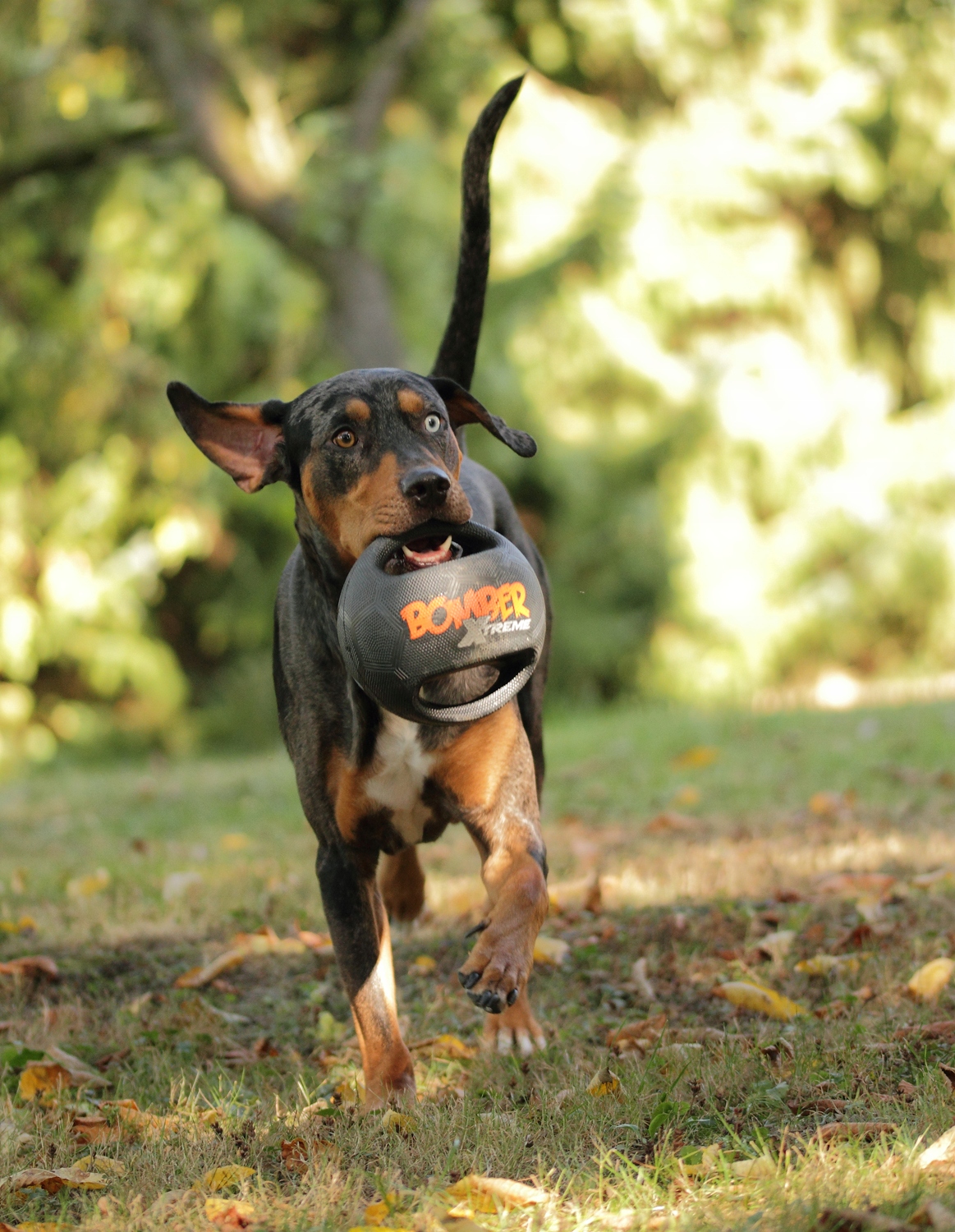 Interaktywna zabawka do aportowania