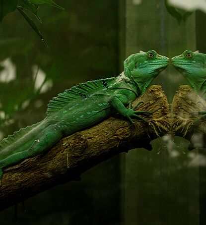 Zielony terrarium na drzewie