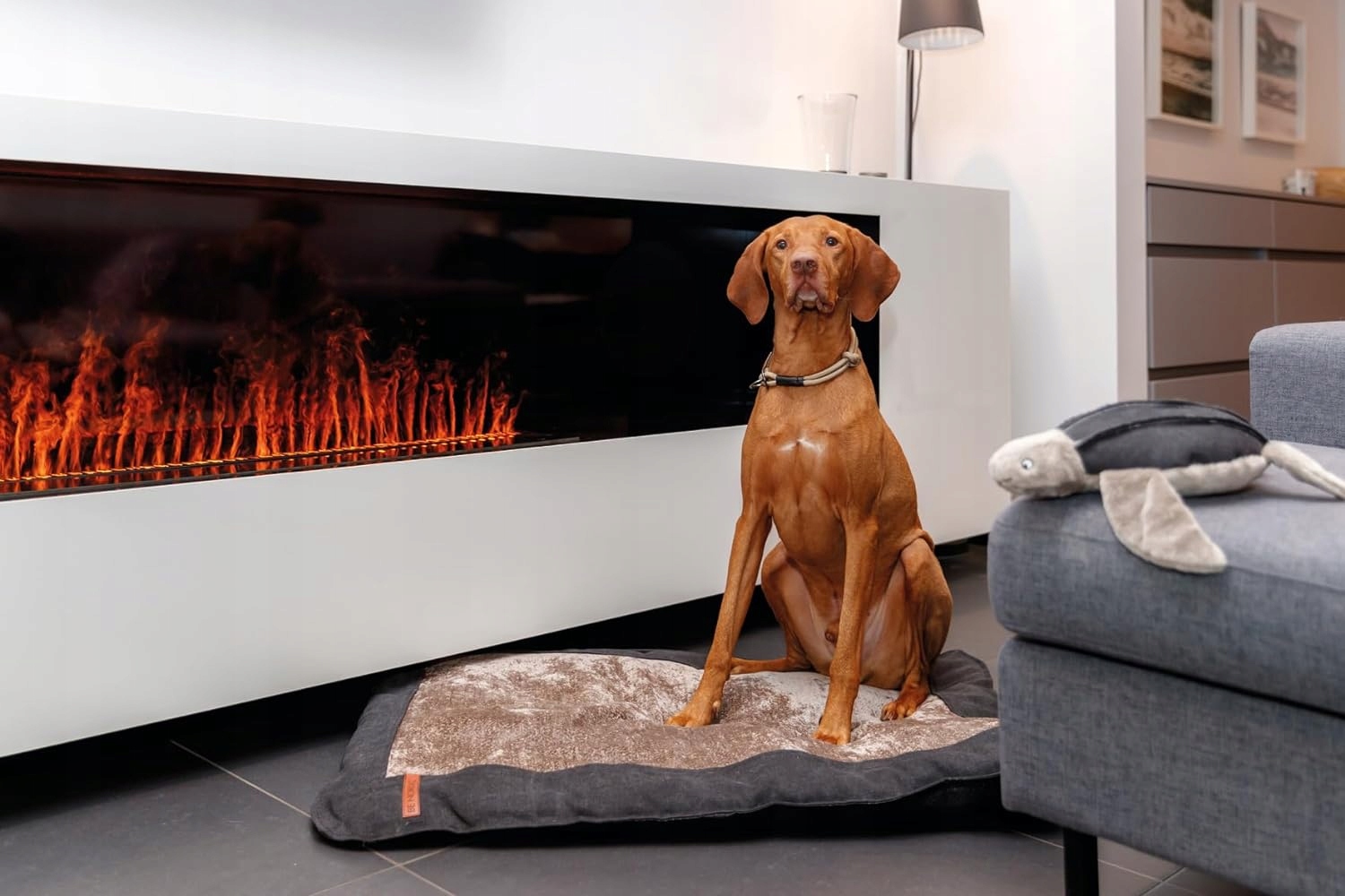 Funkcjonalność obroży TRIXIE – Idealna na spacery i treningi