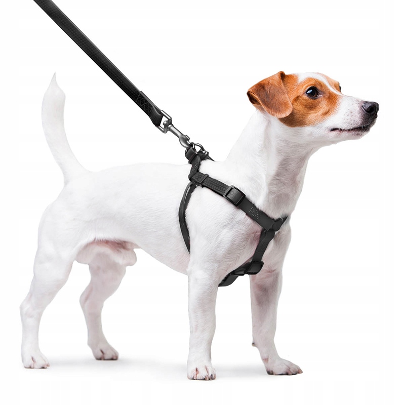 Innowacyjny materiał COLLARTEX – Komfort i bezpieczeństwo na każdym spacerze