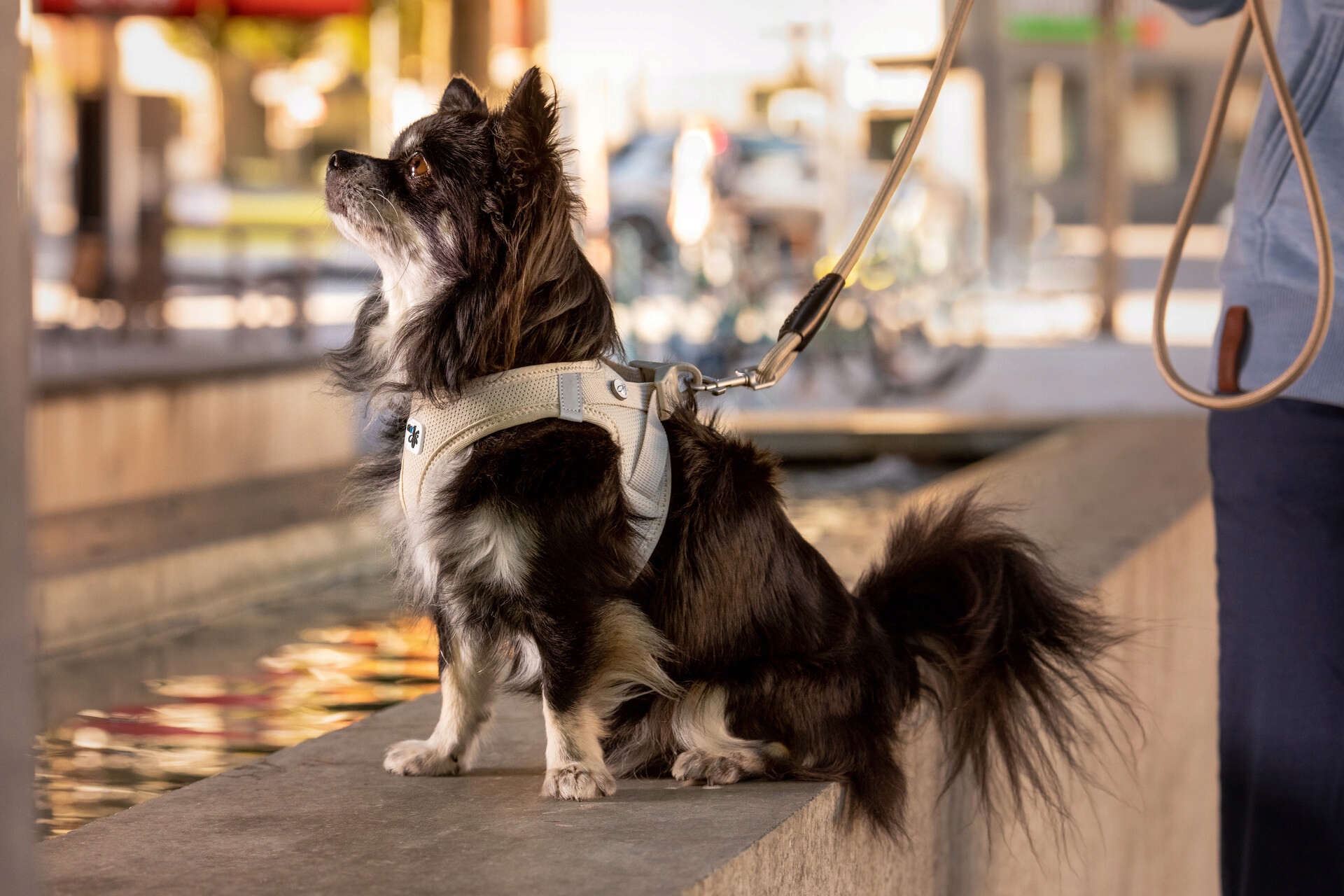 Opatentowana klamra Curli – ciche i szybkie zapięcie