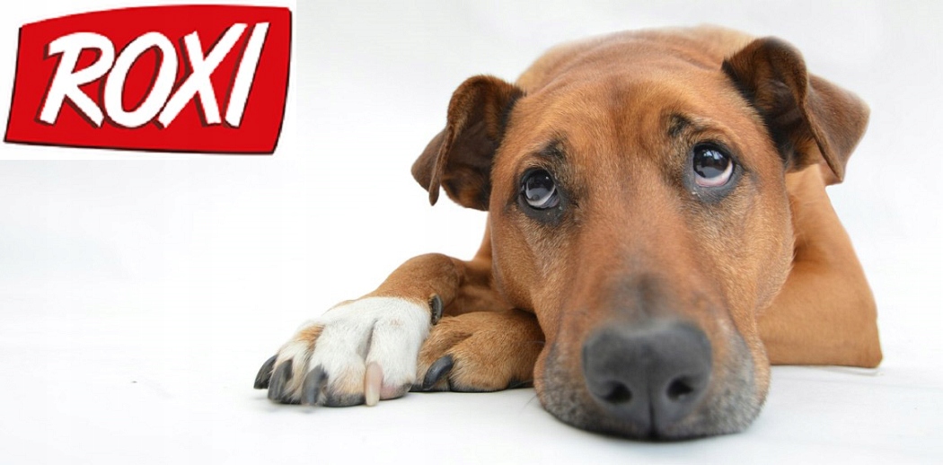 Zrównoważona dieta – Wsparcie zdrowia i kondycji