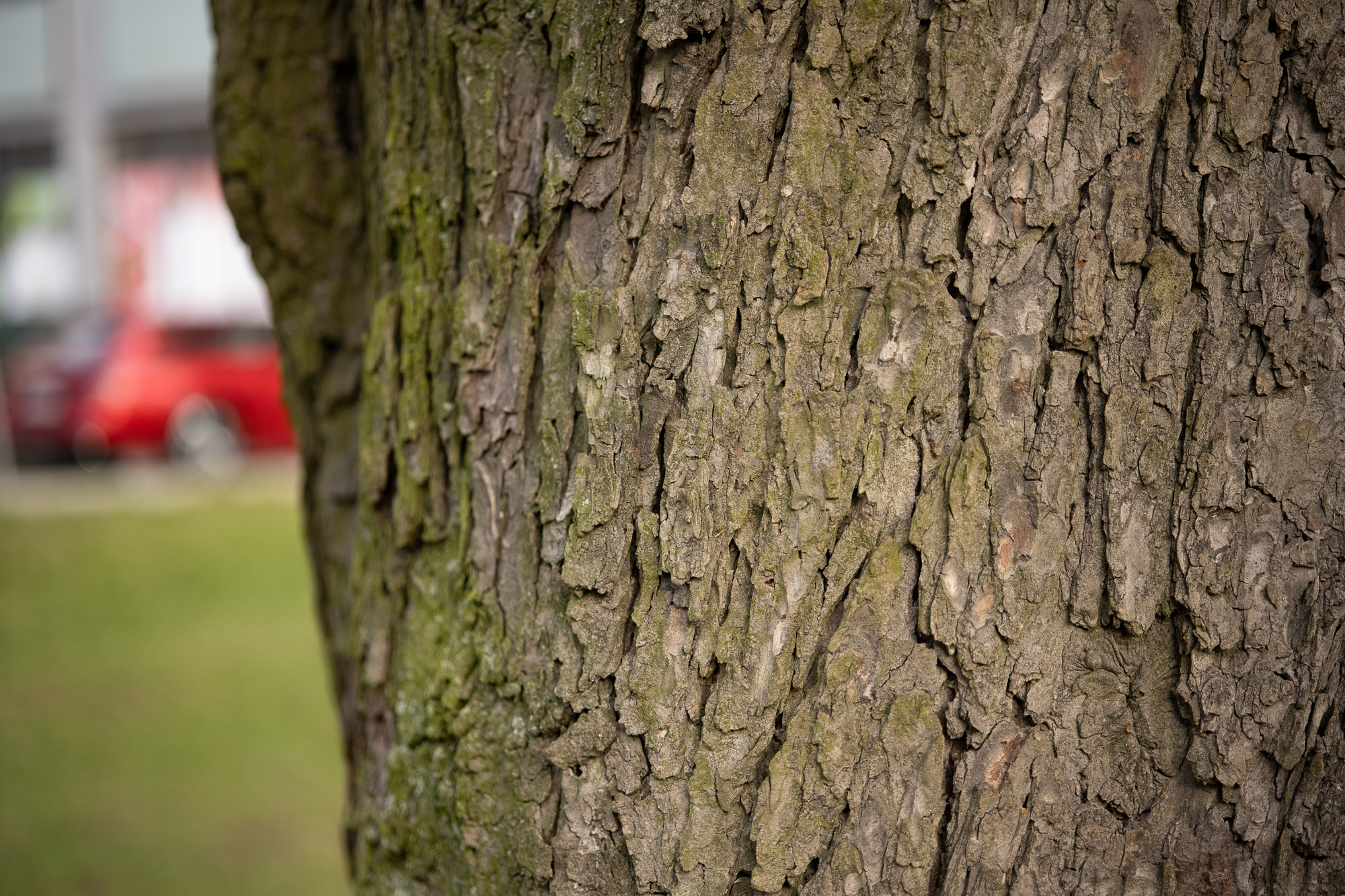 Obiektyw Voigtlander Macro APO Lanthar 65 mm f/2,0 do Nikon Z