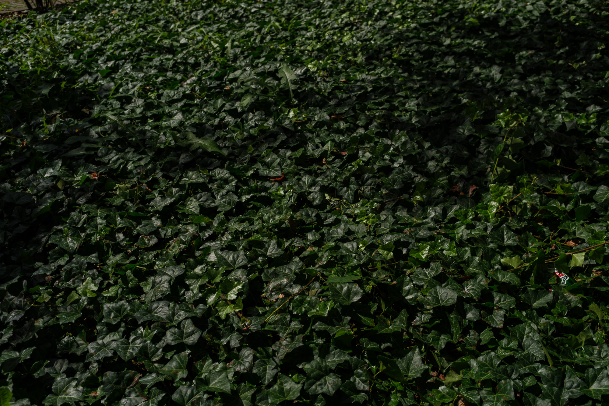 Obiektyw Voigtlander Ultron 27 mm f/2,0 do Fujifilm X - czarny