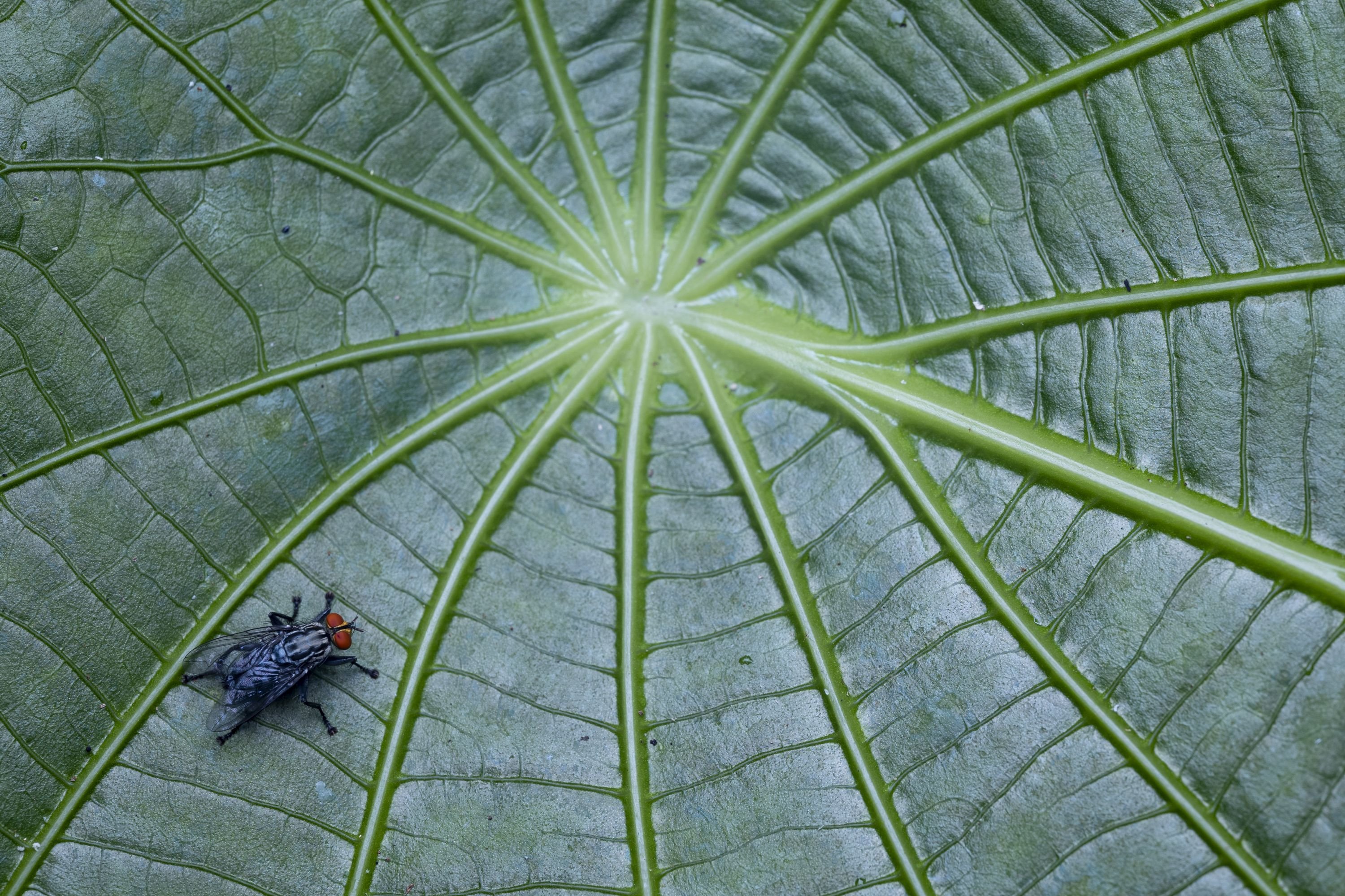 Obiektyw Venus Optics Laowa 90 mm f_2.8 Ultra Macro APO do Nikon Z