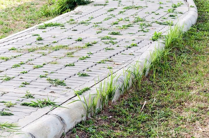 Skuteczność w eliminacji chwastów jednoliściennych i dwuliściennych
