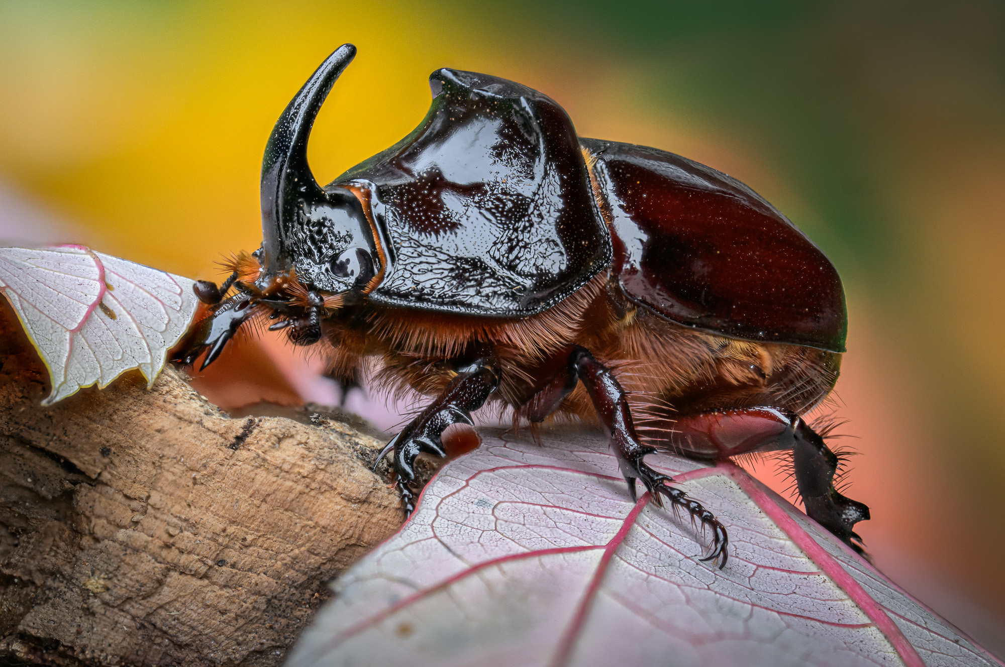 Obiektyw Laowa 100 mm f/2,8 Tilt-Shift 1x Macro do Sony E