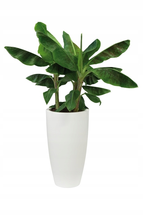 Zastosowanie wewnętrzne i zewnętrzne – wszechstronność doniczki