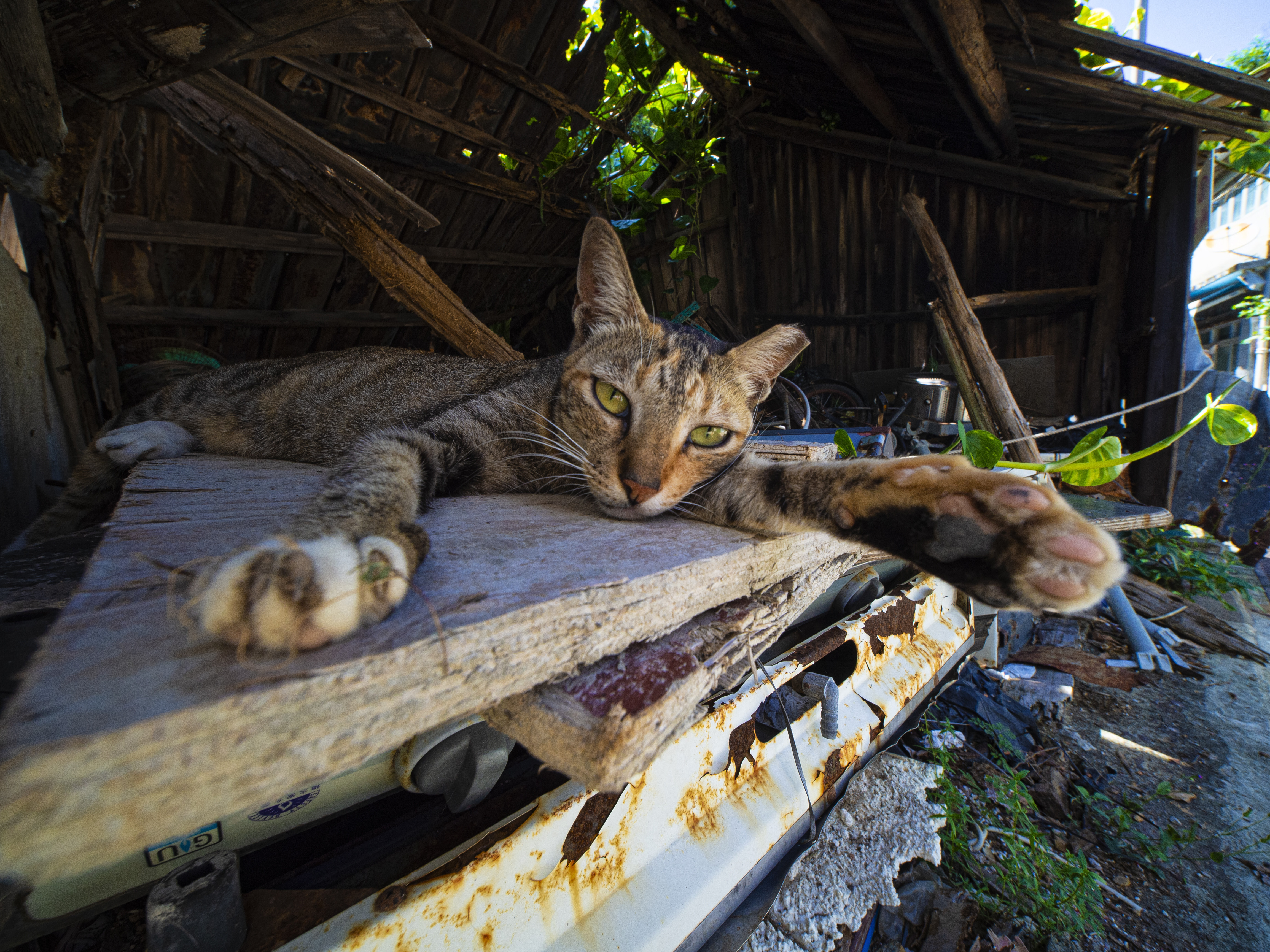 Obiektyw Venus Optics Laowa C-Dreamer 6 mm f/2,0 do Micro 4/3