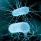 Anti-Bacteria system