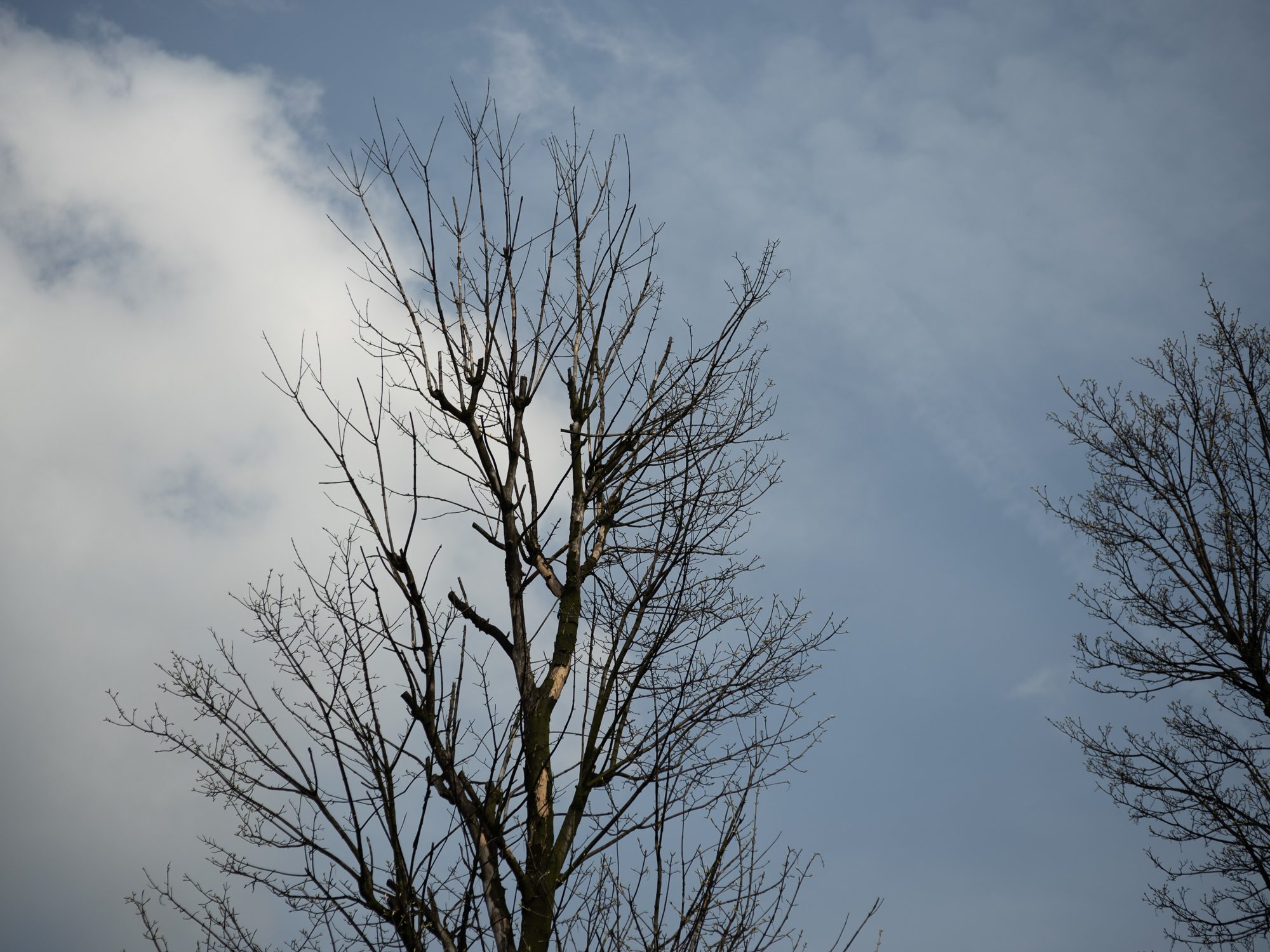 Obiektyw Voigtlander Ultron 75 mm f/1,9 do Leica M - MC