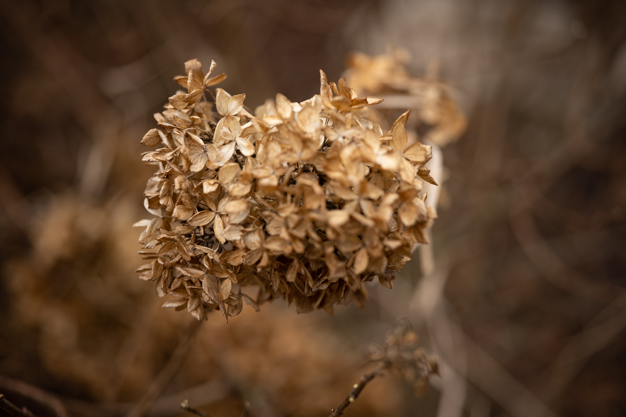 Obiektyw Voigtlander Macro APO Lanthar 65 mm f/2,0 do Nikon Z