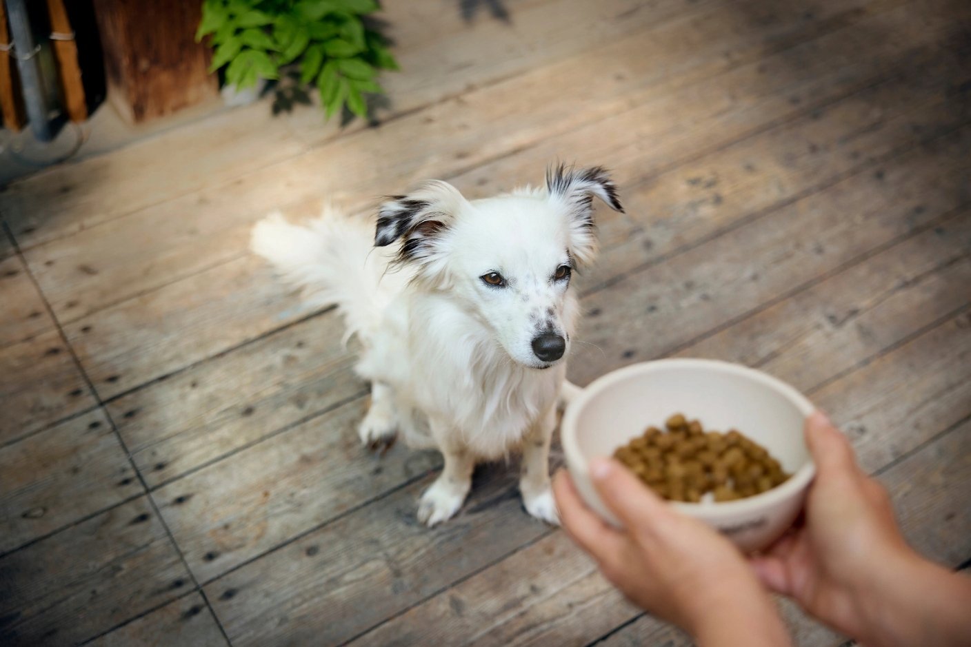 Wyjątkowy smak jagnięciny, który pokocha Twój pies