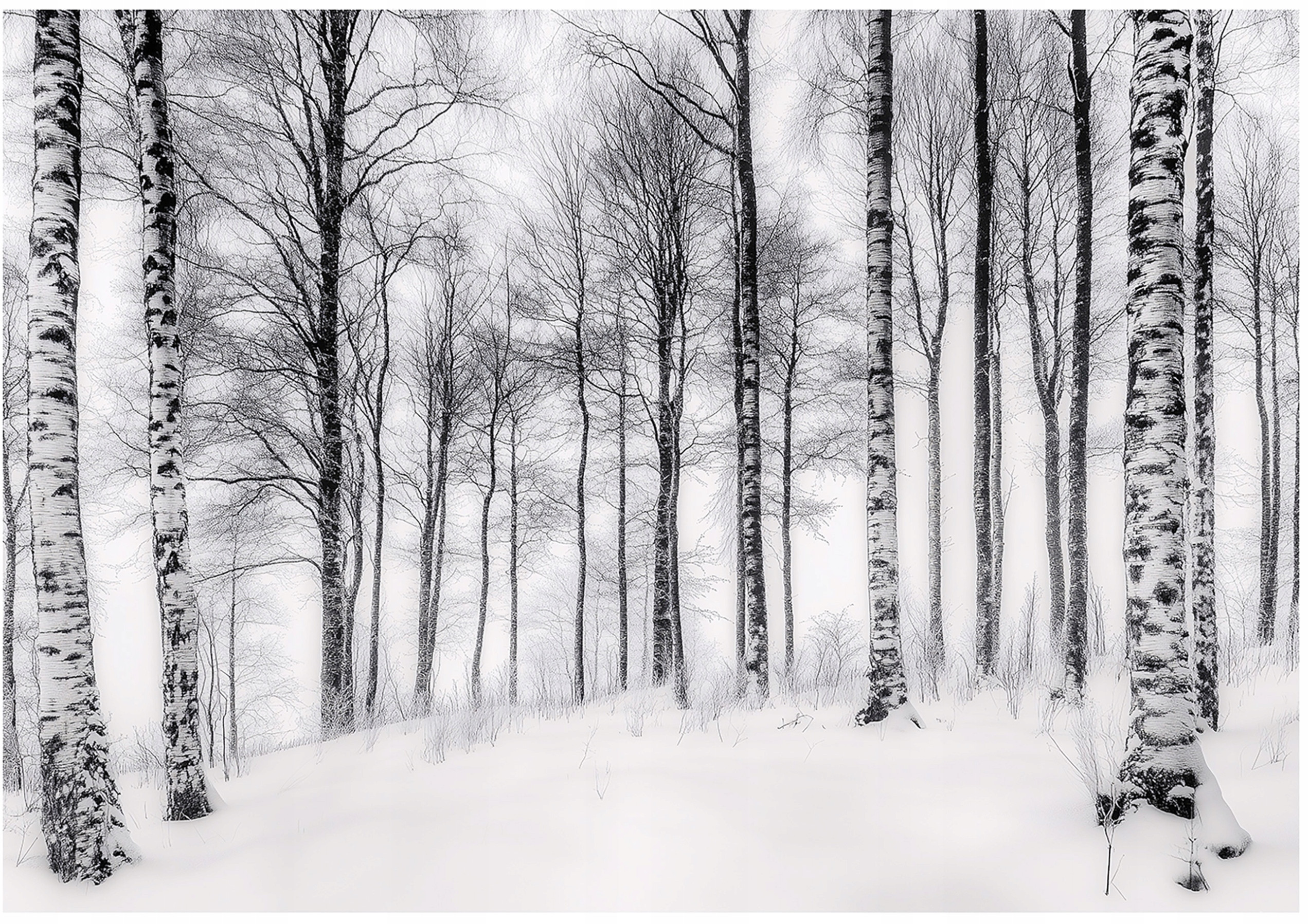Fototapeta 3D Las Brzozowy Drzewa Natura Na Ścianę Sypialnia Salon 350x250 – Ożyw swoje wnętrze