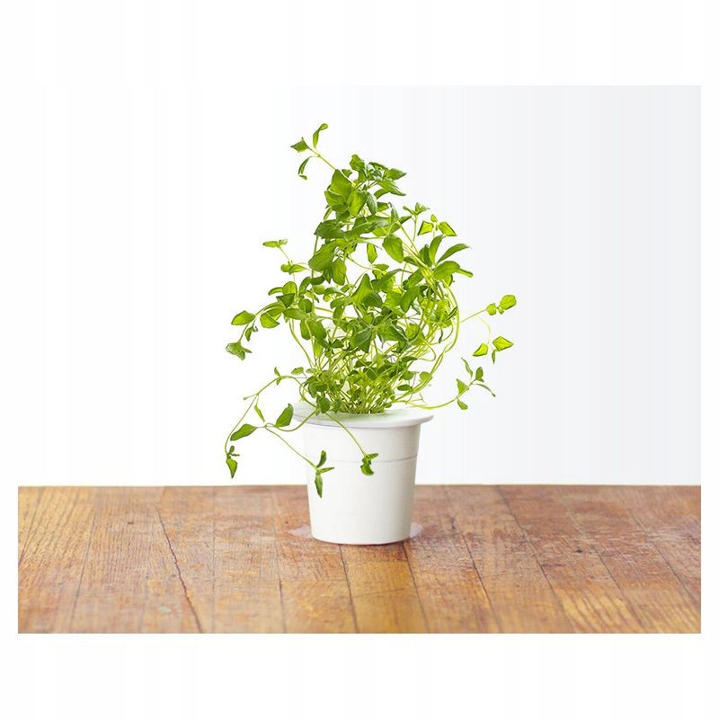 Oregano – Doskonała przyprawa do pizzy i warzyw