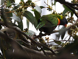 Tryby Księżyc i Obserwacja ptaków