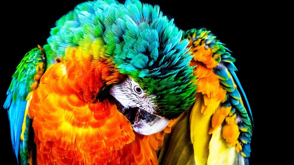 Wydajność baterii i dłuższy czas pracy – Optymalizacja dla mobilnych twórców