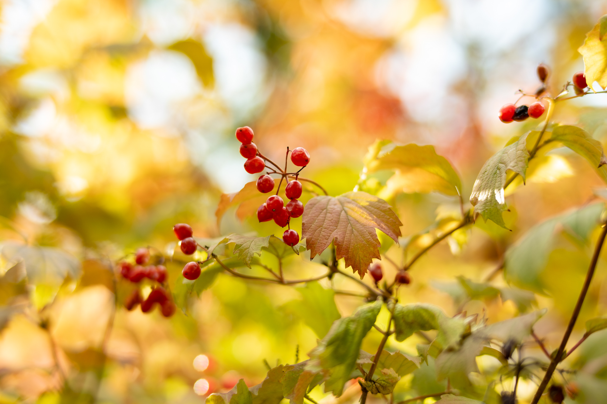 Obiektyw Voigtlander Nokton 50 mm f/1,2 do Fujifilm X