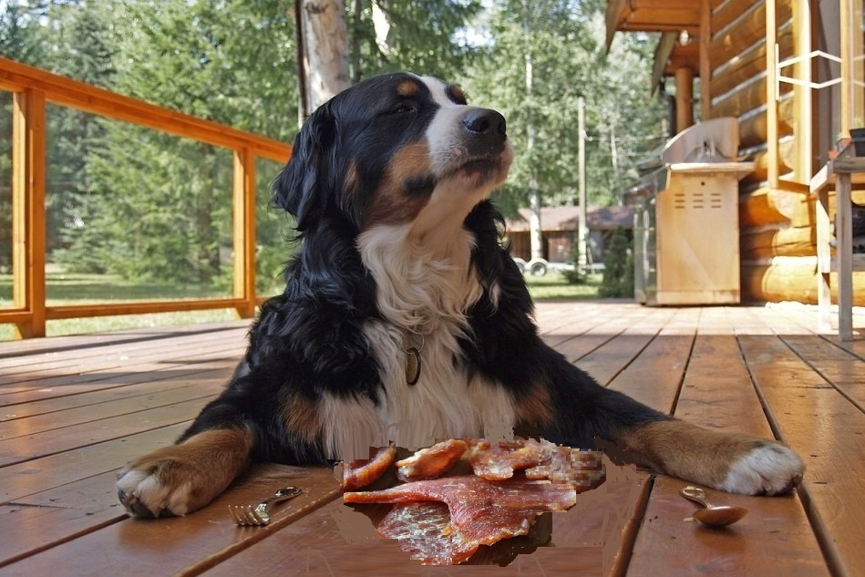 Doskonałe jako nagroda podczas treningu