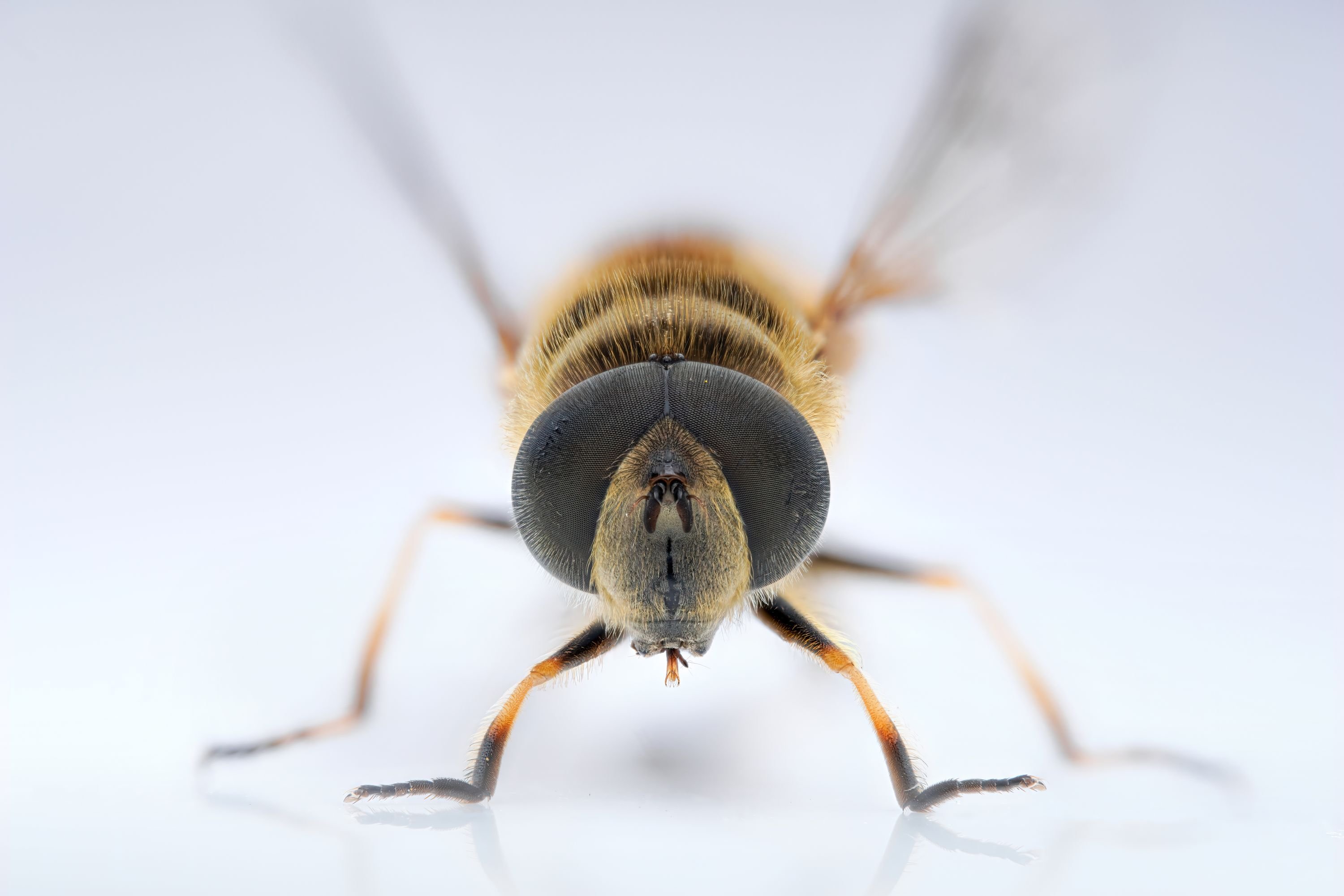 Obiektyw Venus Optics Laowa 90 mm f_2.8 Ultra Macro APO do Nikon Z