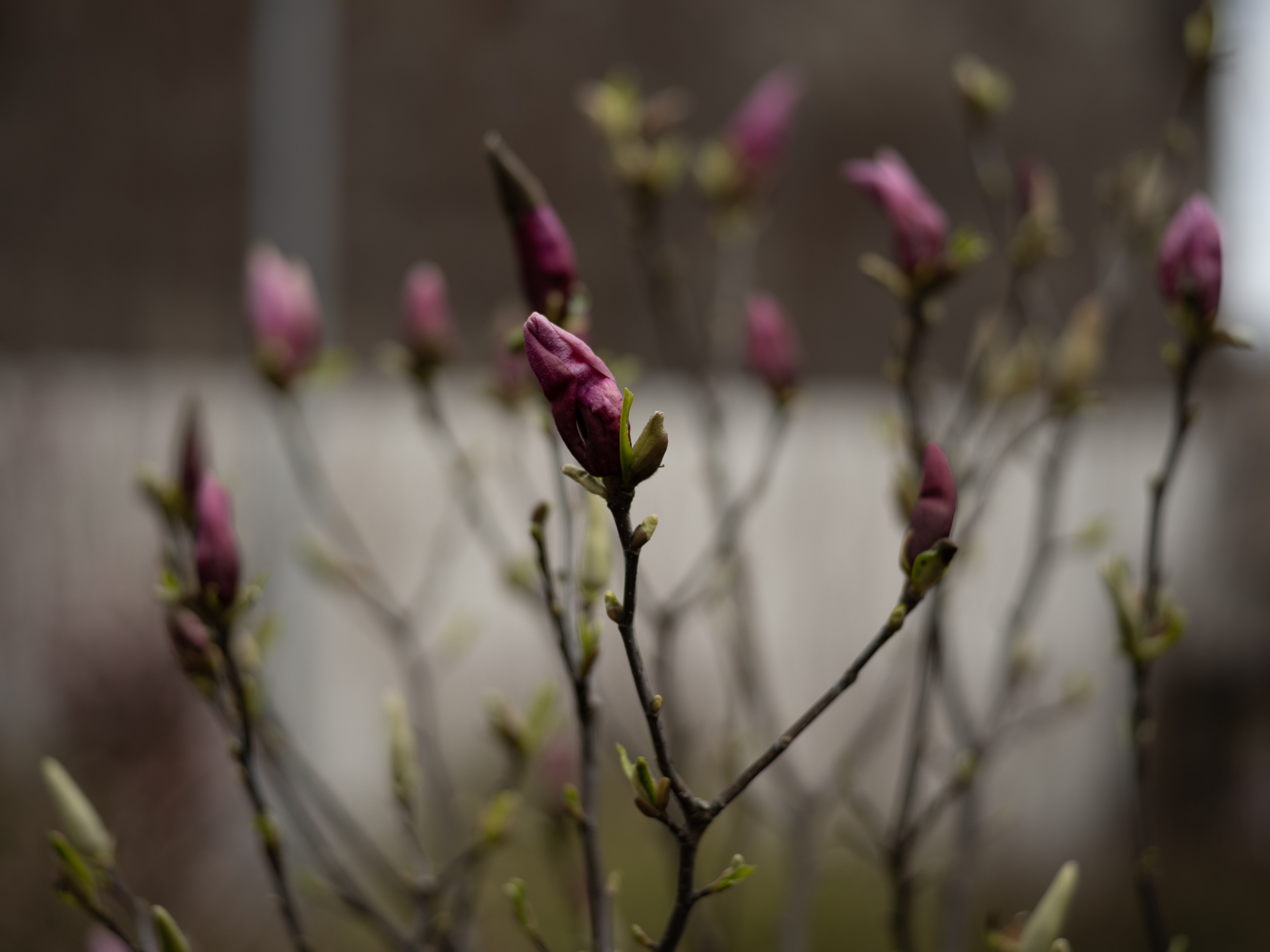 Obiektyw Voigtlander Ultron 75 mm f/1,9 do Leica M - SC