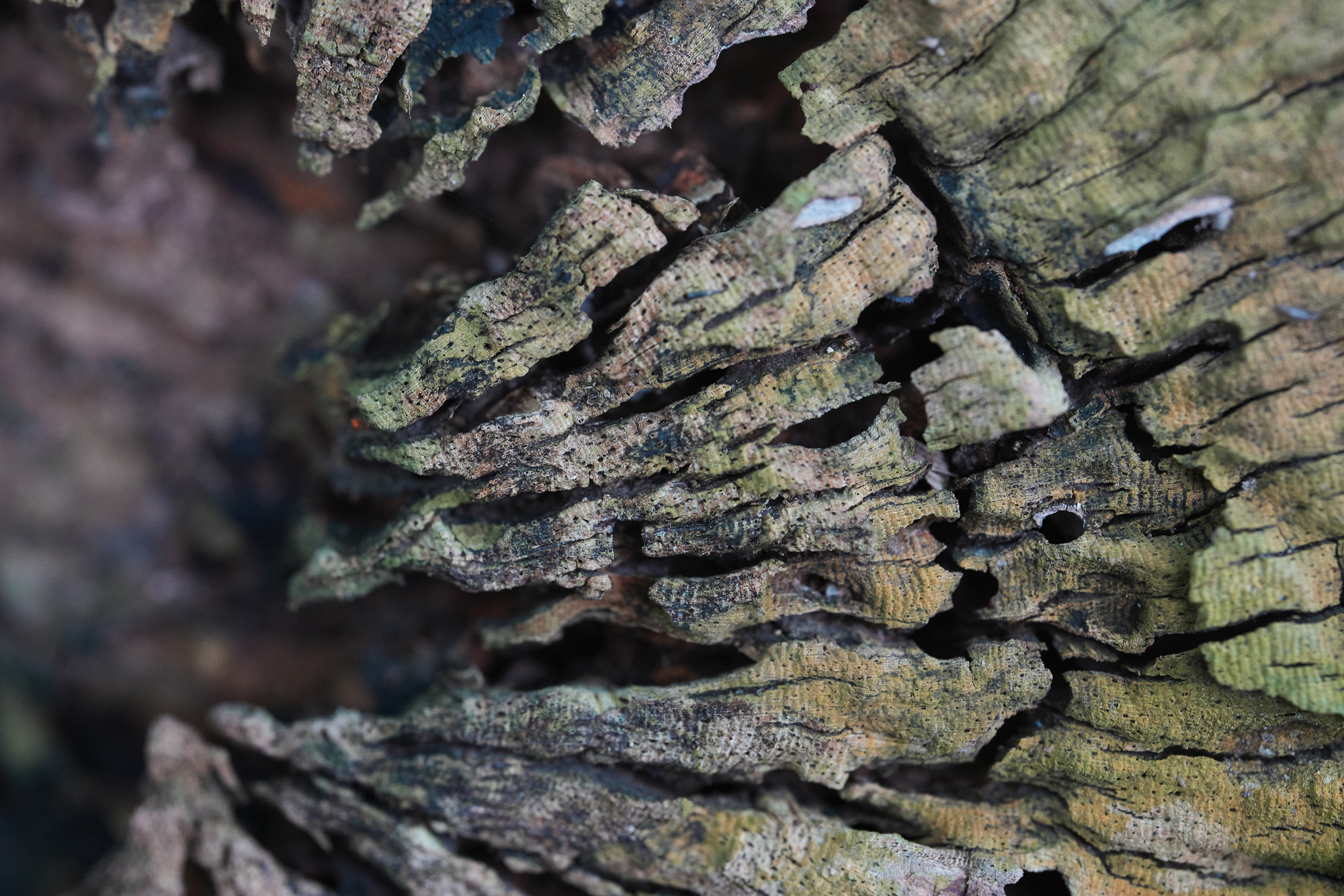 Obiektyw Laowa 100 mm f/2,8 Tilt-Shift 1x Macro do Sony E