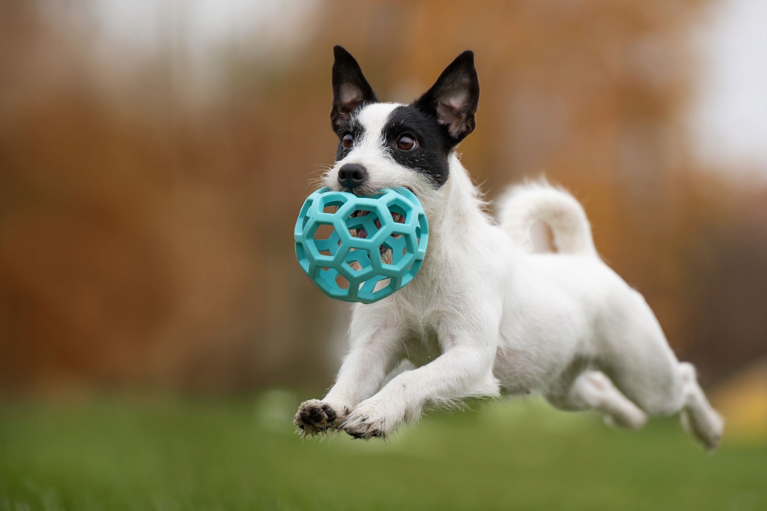 Zastosowanie w treningu i zabawie – Aportowanie i szarpanie