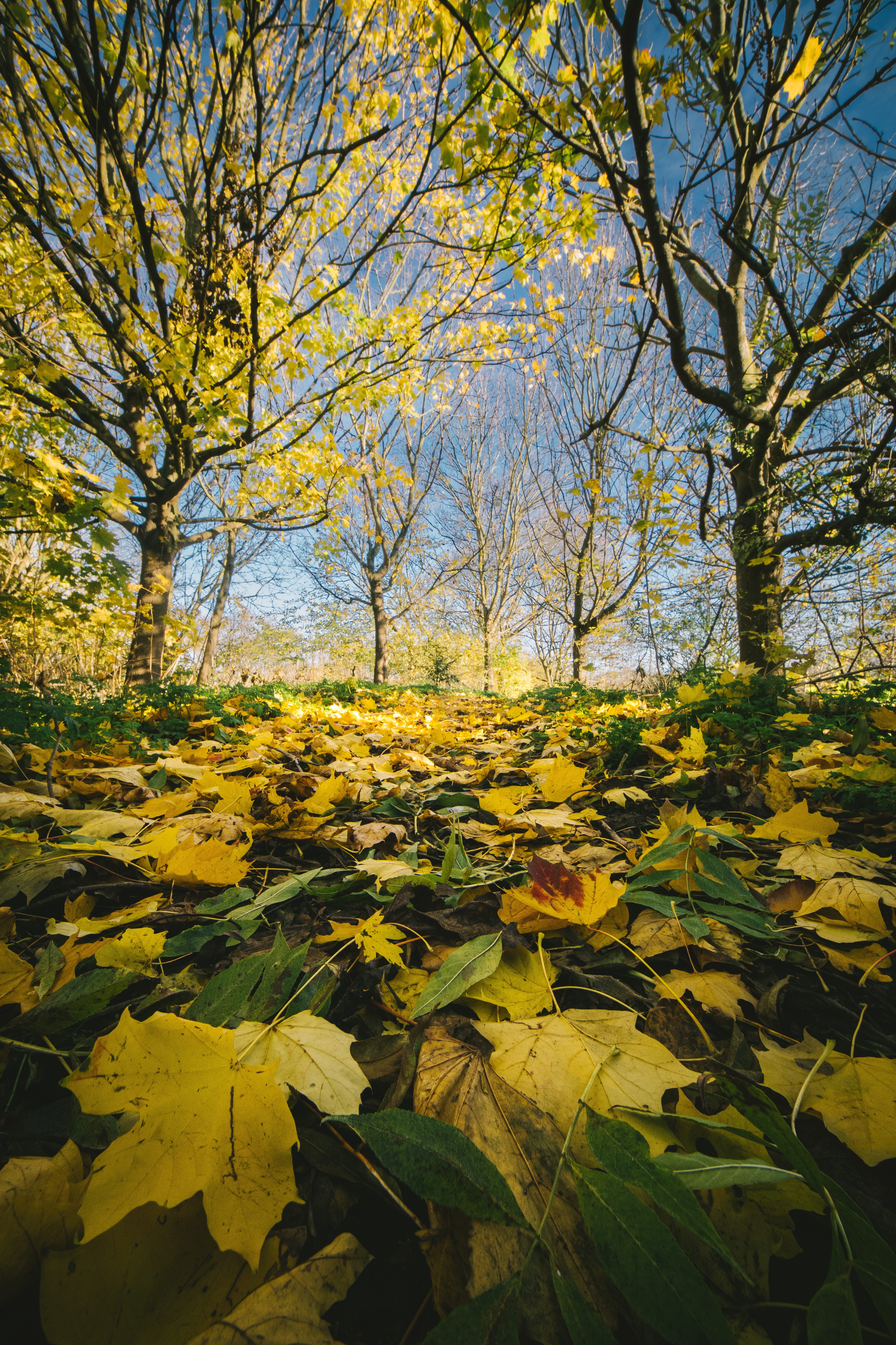 Obiektyw Venus Optics Laowa C-Dreamer 6 mm f/2,0 do Micro 4/3