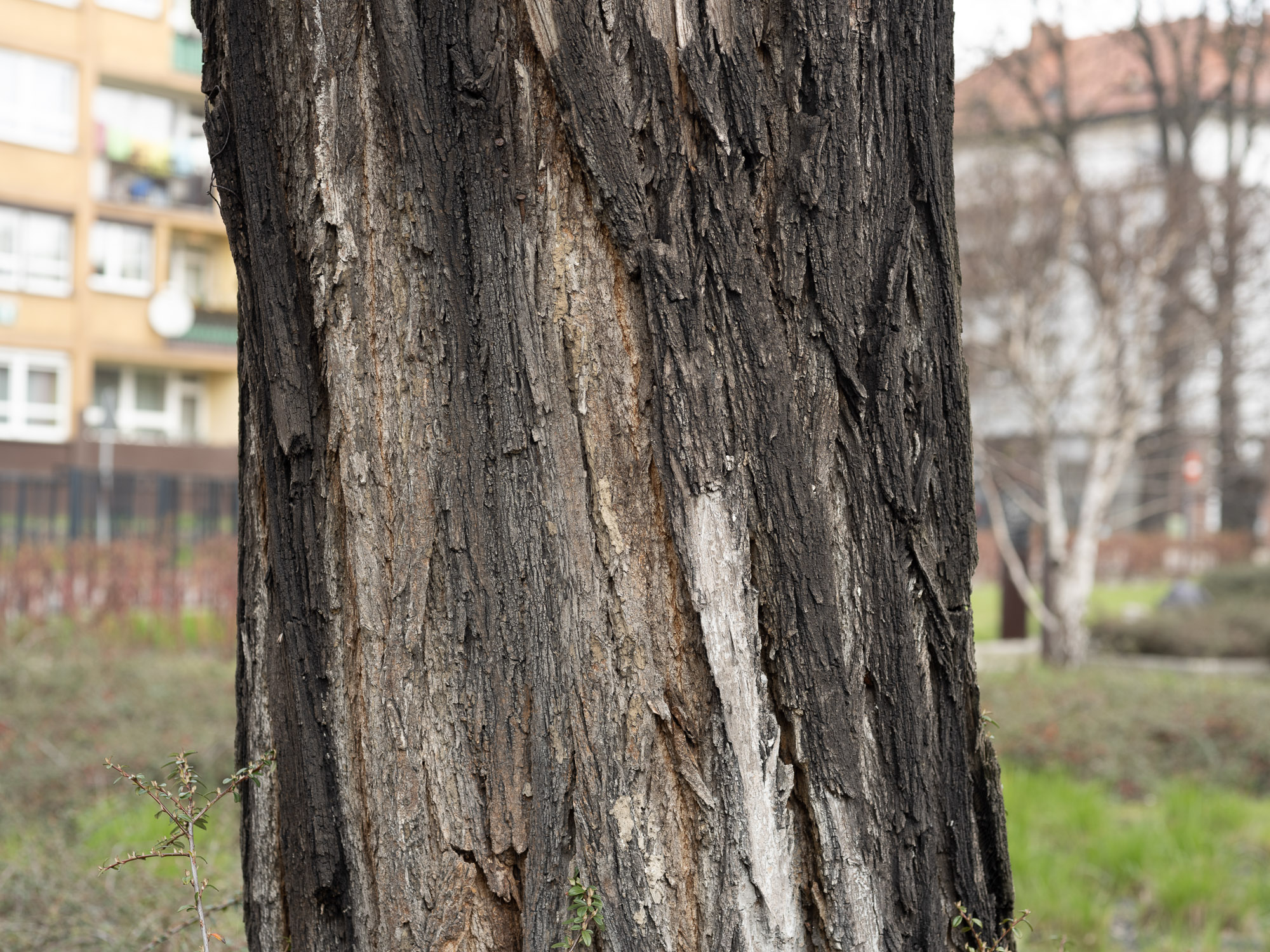 Obiektyw Voigtlander Ultron 75 mm f/1,9 do Leica M - SC