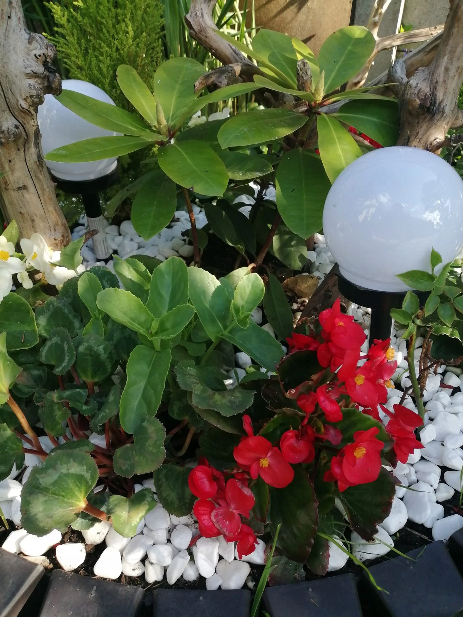 Estetyczne Kompozycje z Roślinami