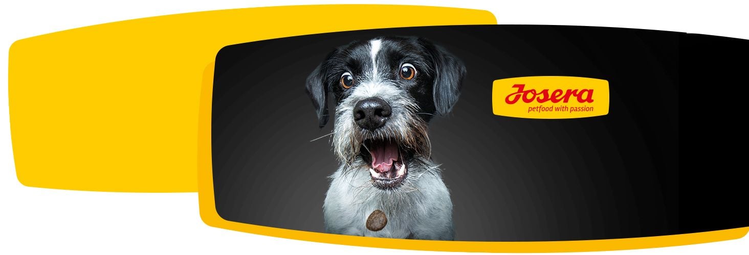 Dobry skład karmy - szczęśliwe zwierzę Dobry skład karmy - szczęśliwe zwierzę