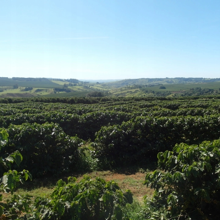 Kawa z regionu Cerrado – wyjątkowe pochodzenie