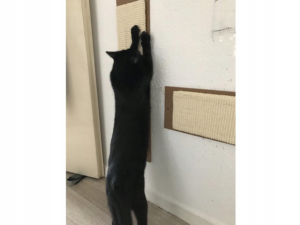 Korzyści zdrowotne – Aktywność fizyczna i redukcja stresu dla kota