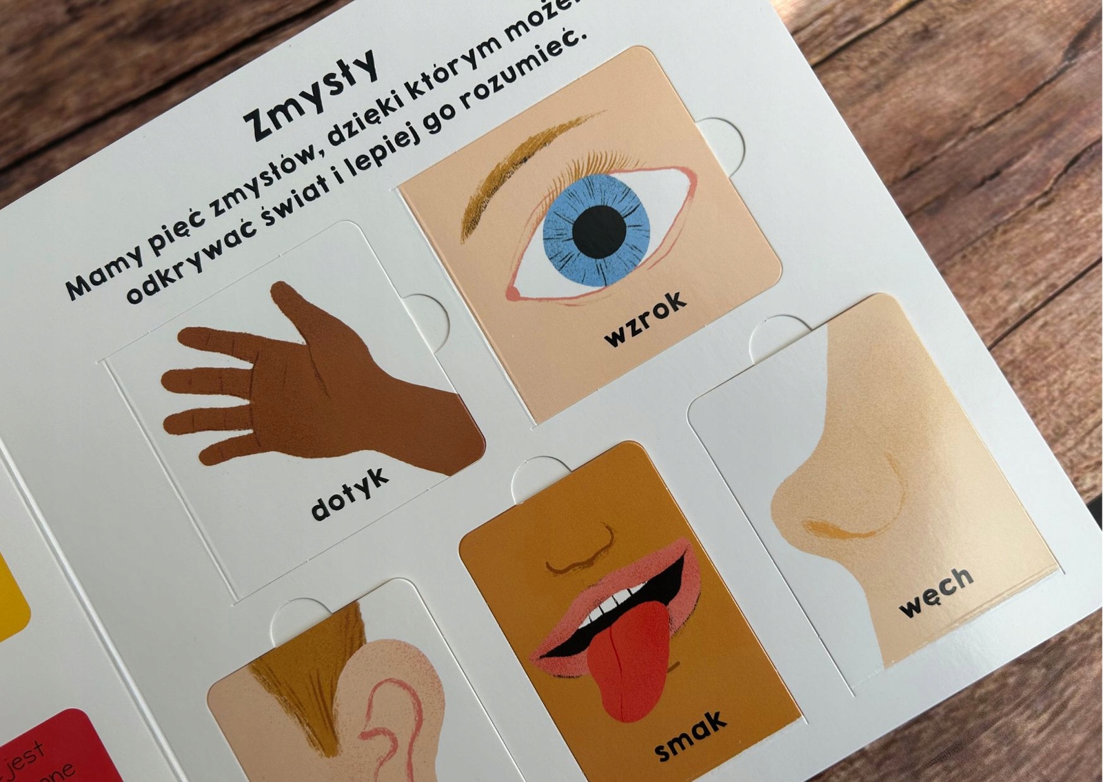 Kluczowe części ciała – Poznaj swoje zmysły